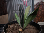 der-cereus-jamacaru.jpg?b=1&s=170x170&k=20&c=5cPWQwl-eSHOF-U98YtlTIdly9Iz8CpYcV0O_tuRgW4=