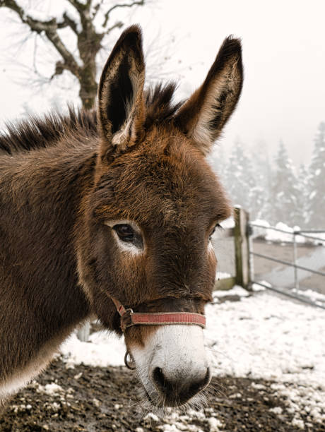 istock Portrait of a brown donkey 1290498162