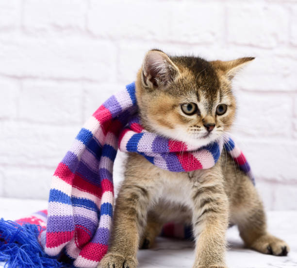 istock Kitten golden ticked british chinchilla straight sits on a white background 1290500105