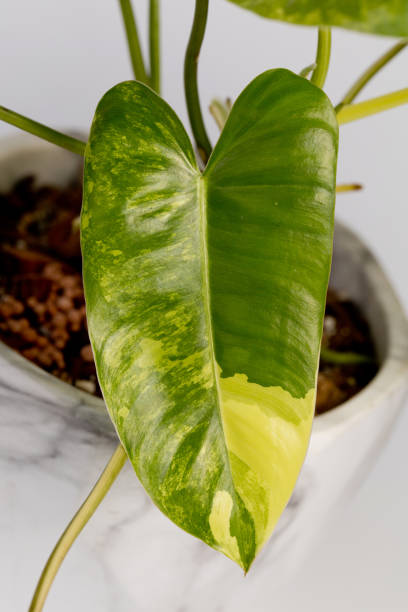 philodendron blur marx varigted potted planta isolada em fundo branco - varigated - fotografias e filmes do acervo