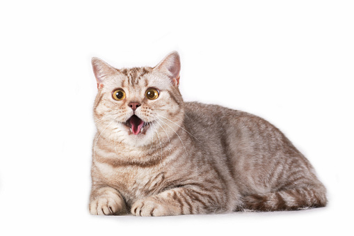 Horisontal photo of grey gray tabby striped fluffy cute adorable young british cat meowing making voice sounds