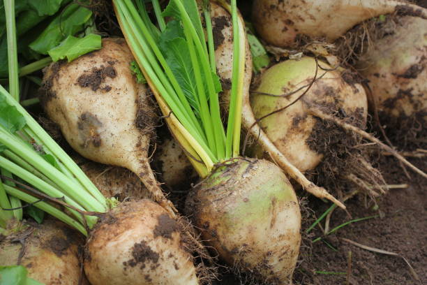istock Fresh harvested white organic beetroots laying on the ground soil. Beetroots with leaf. Unwashed beetroots. 1290501370