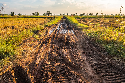 Muddy rough road with tire tracks of tractors in the rice field