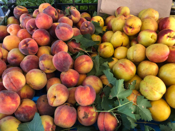 istock Juicy and tasty peaches 1290503255