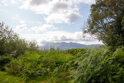 Group of ferns with mountains in the background in Ring of Kerry