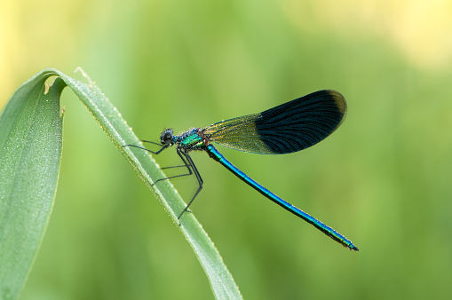 Common blue damselfly on the leaf