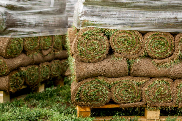 istock green lawn in a roll on pallets 1290505666