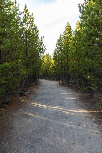 istock Gravel Footpath through Wyoming Forest 1290505702