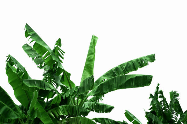 istock tropical leaves, abstract green leaves texture, nature background 1290507390