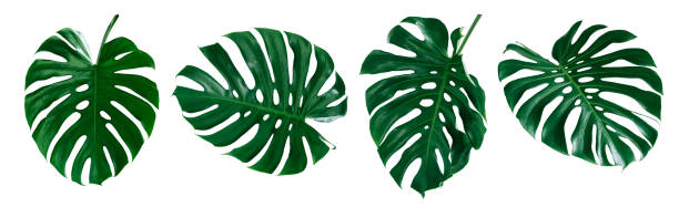 istock tropical leaves, abstract green leaves texture, nature background 1290507621