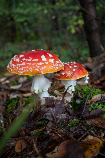 istock amanita muscaria fly agaric 1290507647