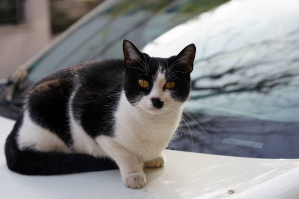 istock Cute cat with tough look on white car 1290508958
