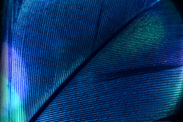 istock Close up Bird feather colorful light. Beautiful background pattern texture for design. Macro photography view. 1290511230