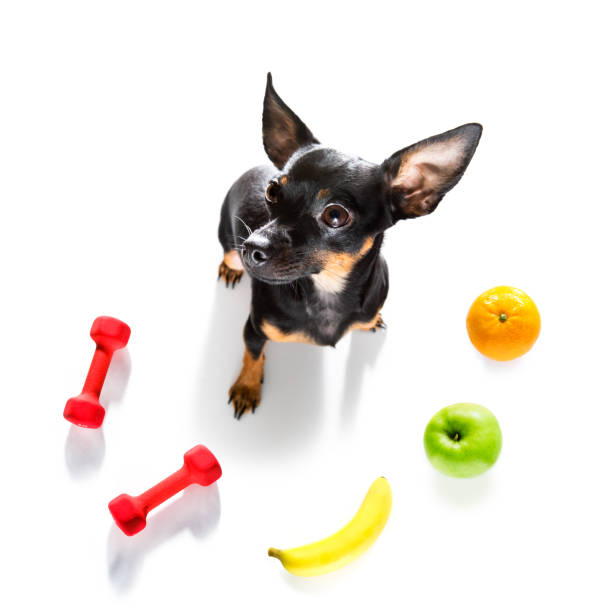 hungry dog with vegan healthy fruit prague ratter dog with guilty conscience  for overweight, and to loose weight , isolated on white background and fresh vegan vegetarian fruit around pražský krysařík stock pictures, royalty-free photos & images