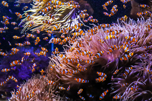 Clownfish swimming in a group close to an anemone in Montecarlo, Monaco aquarium orange color