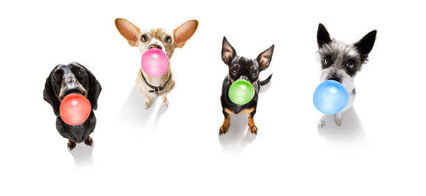 istock dog or dogs chewing bubble gum 1290520213