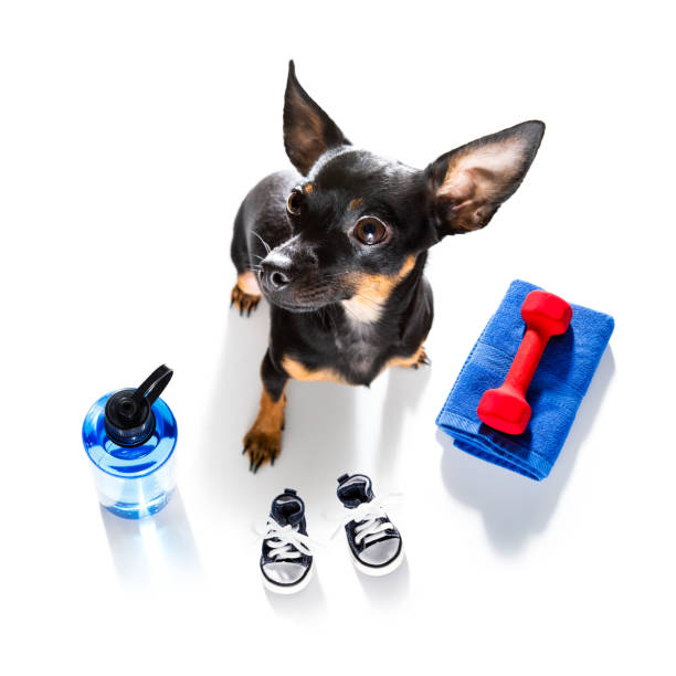 personal trainer dog fitness prague ratter dog lifting a heavy big dumbbell, as personal trainer , isolated on white background pra�žský krysařík stock pictures, royalty-free photos & images