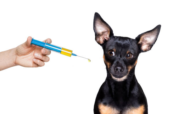 istock ill sick dog with illness and face mask 1290520944