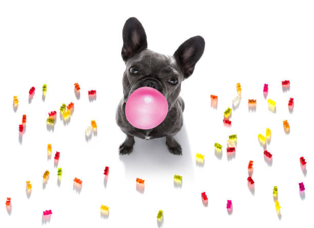 istock dog eating sweet candies 1290521965