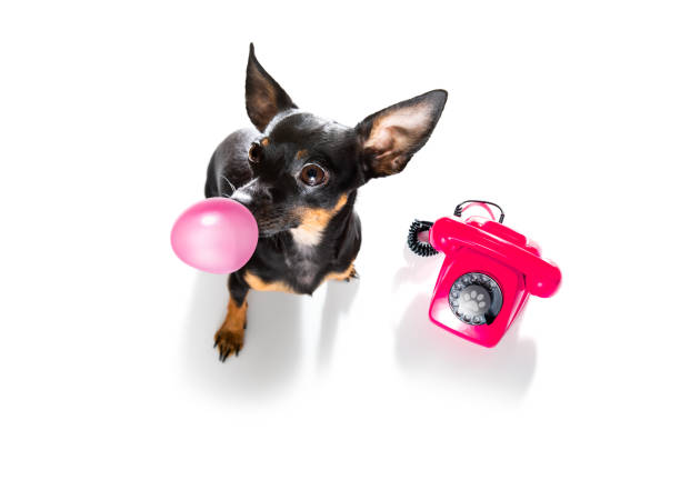 pies przez telefon lub telefon - chewing gum audio zdjęcia i obrazy z banku zdjęć