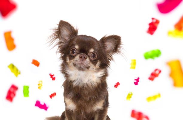 cane che mangia caramelle dolci o gomma da masticare - candy cane foto e immagini stock