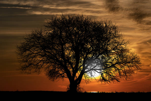 silhouette d’un arbre nu sur un beau coucher du soleil - bare tree tree single object loneliness photos et images de collection