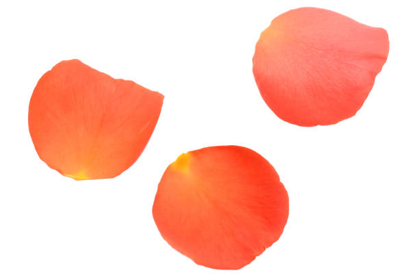 istock A red rose petal isolated white 1290525533