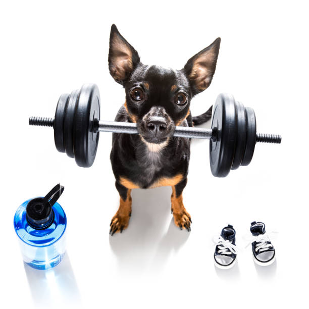 personal trainer dog fitness prague ratter dog lifting a heavy big dumbbell, as personal trainer , isolated on white background pražský krysařík stock pictures, royalty-free photos & images