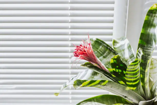 Photo of Houseplant with large green leaves and a pink flower  Aechmea, on a background of blinds,