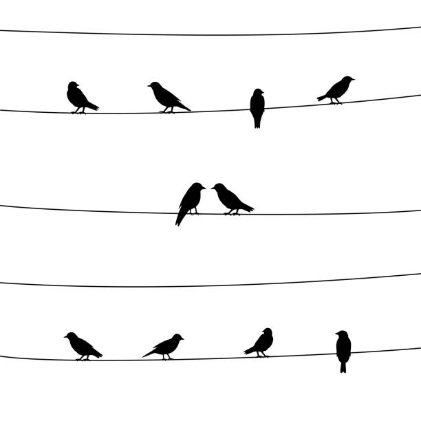 ilustrações, clipart, desenhos animados e ícones de silhueta de pássaros em fios - pousar