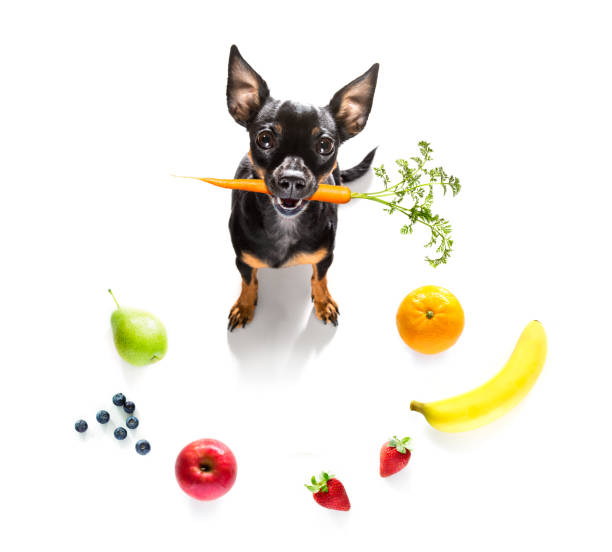 hungry dog with vegan healthy fruit prague ratter dog with guilty conscience  for overweight, and to loose weight , isolated on white background and fresh vegan vegetarian fruit around pražský krysařík stock pictures, royalty-free photos & images