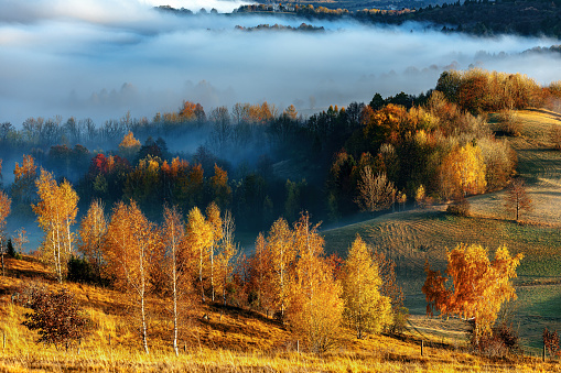 Autumnal scenic with fog, plateau Banjšice at the foot of Julian Alps in western Slovenia, Europe.
