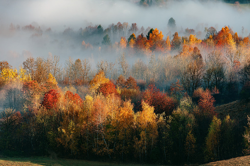 Autumnal scenic with fog, plateau Banjšice at the foot of Julian Alps in western Slovenia, Europe.