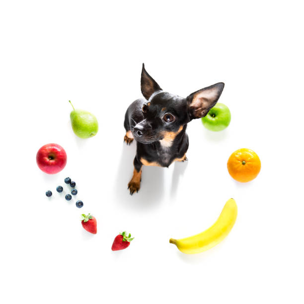 istock hungry dog with vegan healthy fruit 1290528896