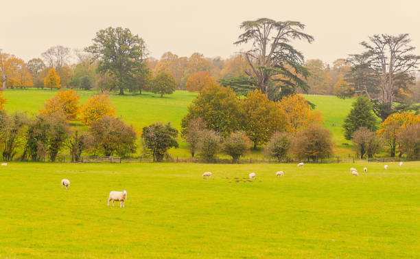 istock sheep grazing in the field. 1290529540