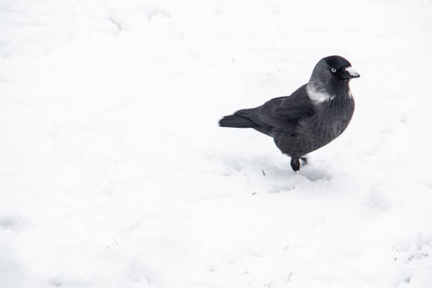 Jackdaw walk on the snow