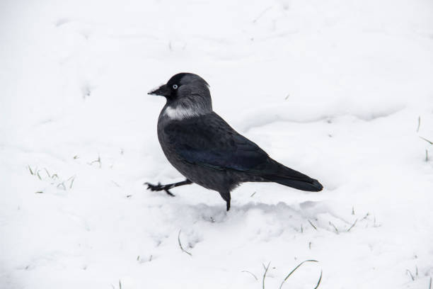 istock Jackdaw walk on the snow 1290529814