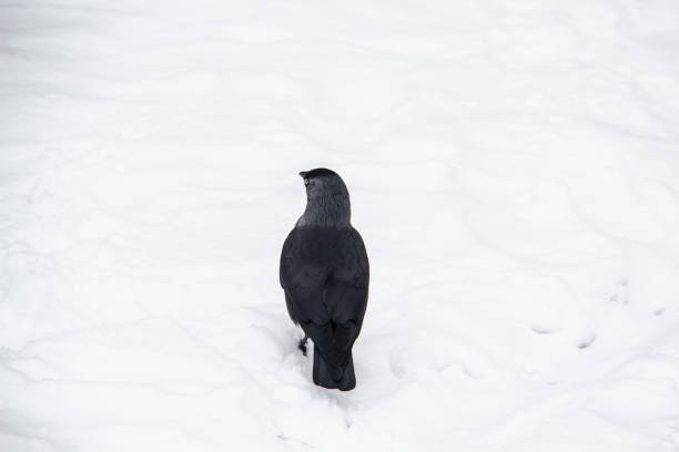 istock Jackdaw walk on the snow 1290529999