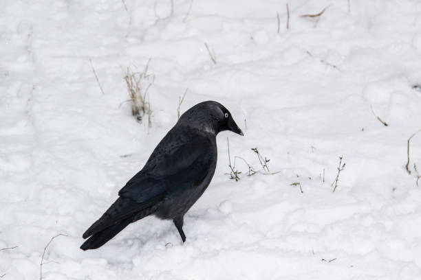 istock Jackdaw walk on the snow 1290530117