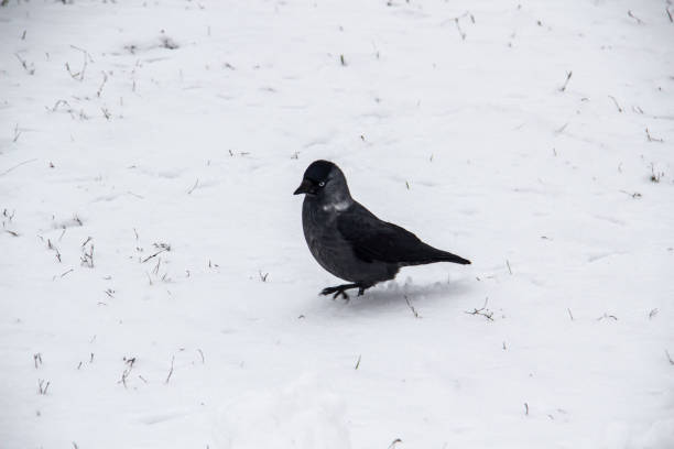 istock Jackdaw walk on the snow 1290530187