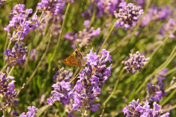 Photo of a large skipper sits at a purple flower of a lavender plant closeup