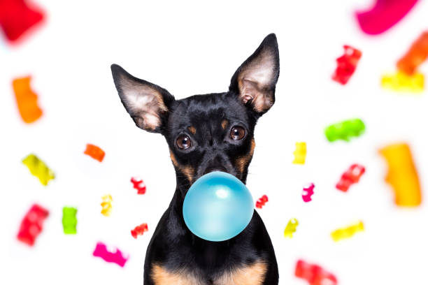 istock dog eating sweet candies or chewing bubble gum 1290530948