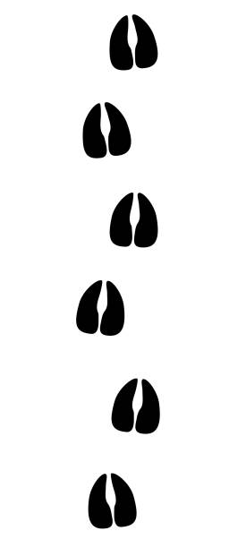 Cow tracks. Bovine hooves footprints. Isolated black icon vector illustration on white background. Cow tracks. Bovine hooves footprints. Isolated black icon vector illustration on white background. hoof stock illustrations