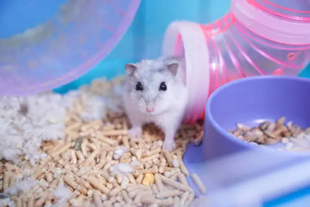A white Dzungarian hamster in a multicolored cage with pipes, a wheel, a bowl of food, filler, and cotton sits in the pipe and looks curiously