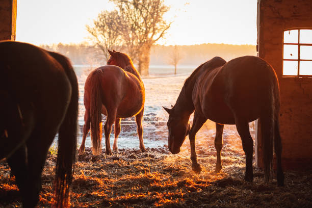 istock Horses exiting the stable on a cold winter morning 1290532376