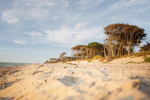 Beach with forest on the Baltic Sea