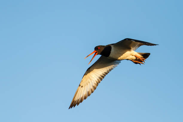 istock Eurasian oystercatcher (Haematopus ostralegus) flying 1290532659