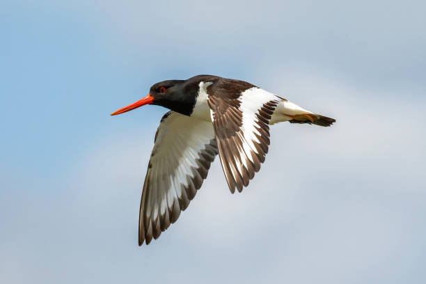 istock Eurasian oystercatcher (Haematopus ostralegus) flying 1290532665