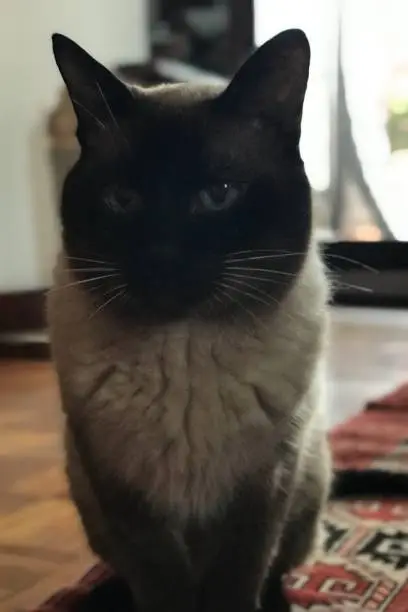 Photo of Siamese on Persian carpet