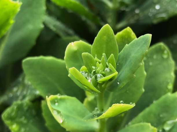 istock Rain droplets inside houseleek plant 1290532839